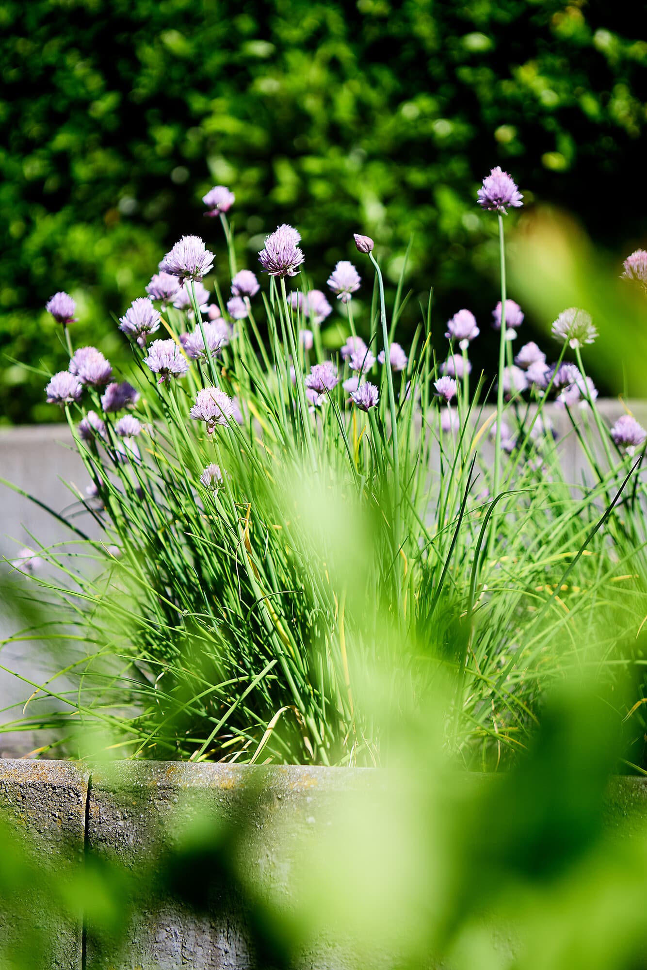 Purple blooming chives in a concrete planter at B_Smart Hotel Widnau